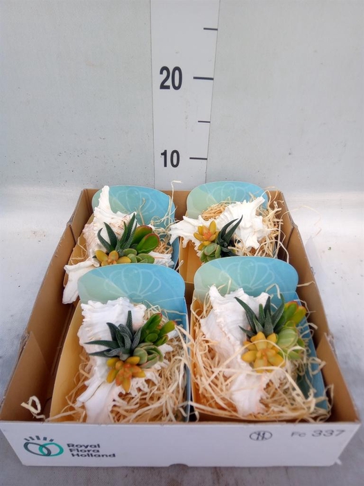 <h4>Planten  ..in schelp L%</h4>