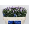 Aster Cassandra