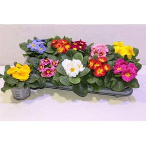 arr8 Prim Ac Paradiso Gem