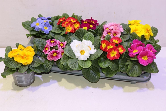 <h4>arr8 Prim Ac Paradiso Gem</h4>