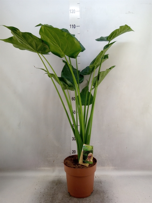 <h4>Alocasia cucullata</h4>