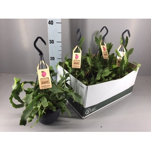 EPIPHYLL GUAT MONSTR