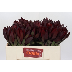 Leucadendron Saf Sunset Dark Red