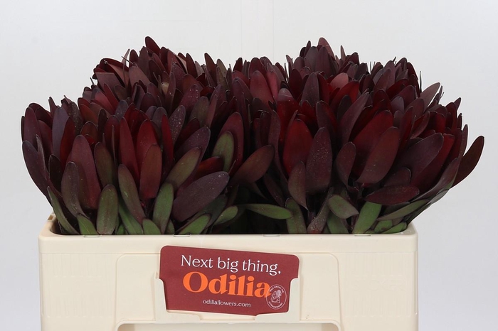 <h4>Leucadendron Saf Sunset Dark Red</h4>