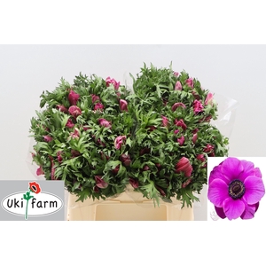 ANEM CO GALIL PURPER