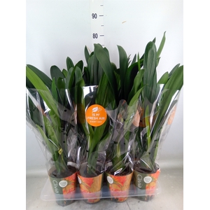 Clivia miniata