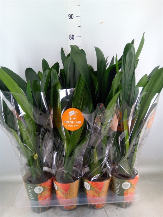 <h4>Clivia miniata</h4>