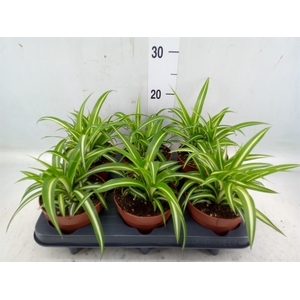 Chlorophytum com. 'Variegatum'