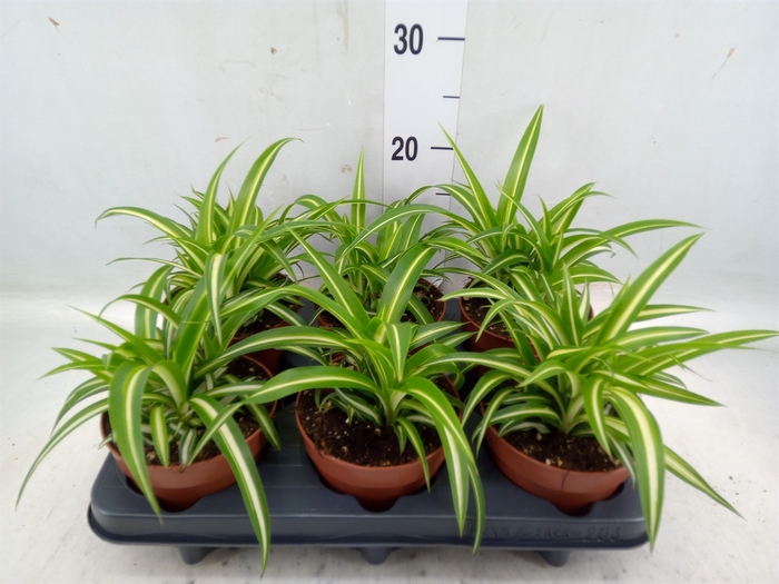 <h4>Chlorophytum com. 'Variegatum'</h4>