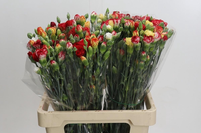 <h4>Dianthus Sp Mix</h4>