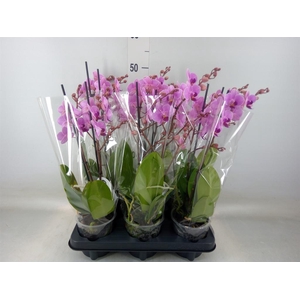 Phalaenopsis multi.   ...rose