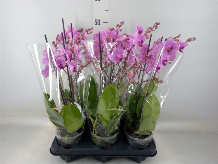<h4>Phalaenopsis multi.   ...rose</h4>