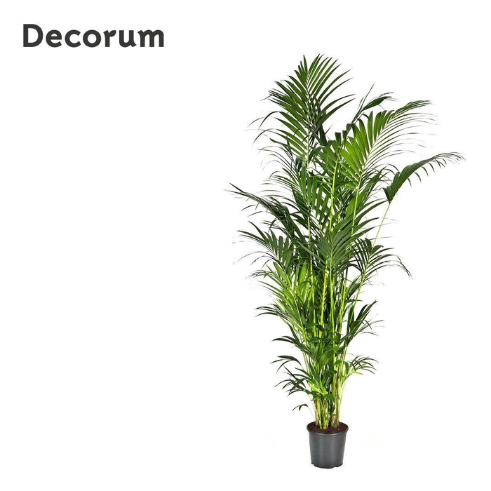 <h4>Howea forsteriana 260cm (Kentia) Decorum</h4>