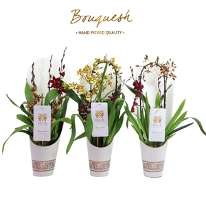 Inca Bouquesh