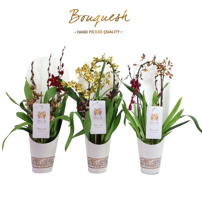 <h4>Inca Bouquesh</h4>