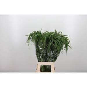Panicum Fountain