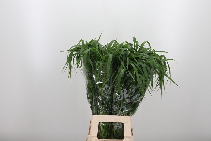 <h4>Panicum Fountain</h4>