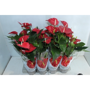 ANTHURIUM FELICITA P15 VERMELHO
