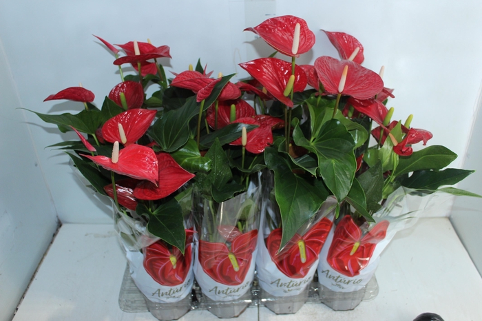 <h4>ANTHURIUM FELICITA P15 VERMELHO</h4>