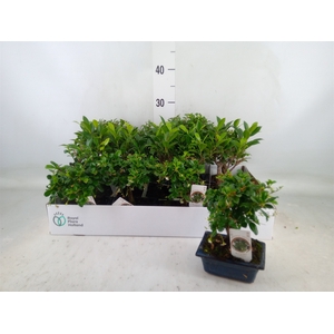 Bonsai   ...mix