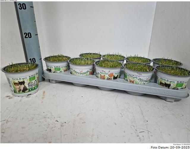 <h4>Hordeum sp. ...kattegras zaai</h4>