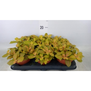 Fittonia  'Mosaic Skeleton'