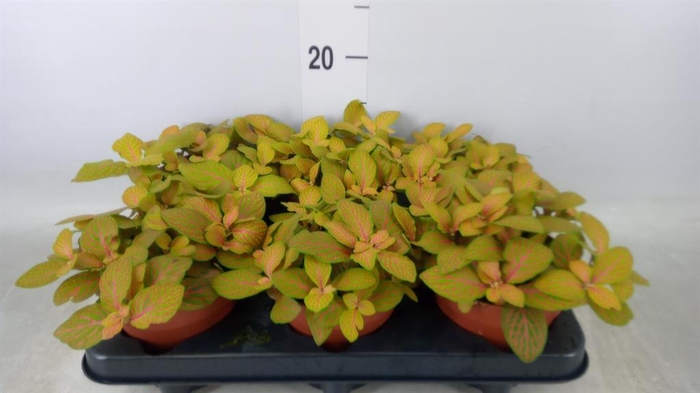 <h4>Fittonia  'Mosaic Skeleton'</h4>