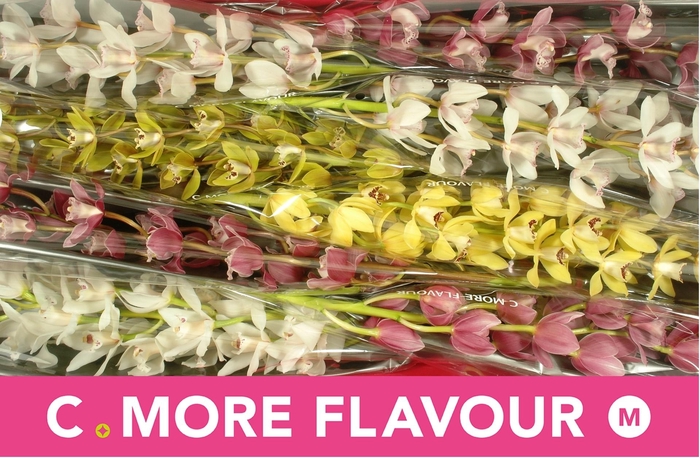 <h4>CYMB MI GEM</h4>