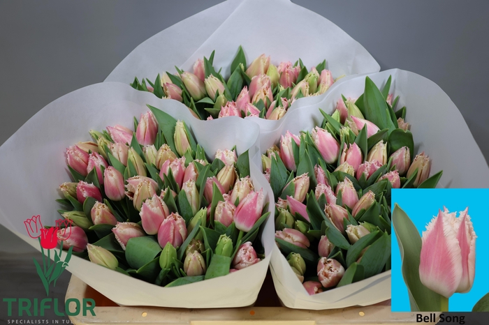 <h4>TU FR BELL SONG</h4>