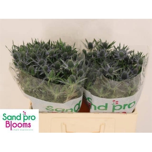 ERYN MAG BLUE LAGOON