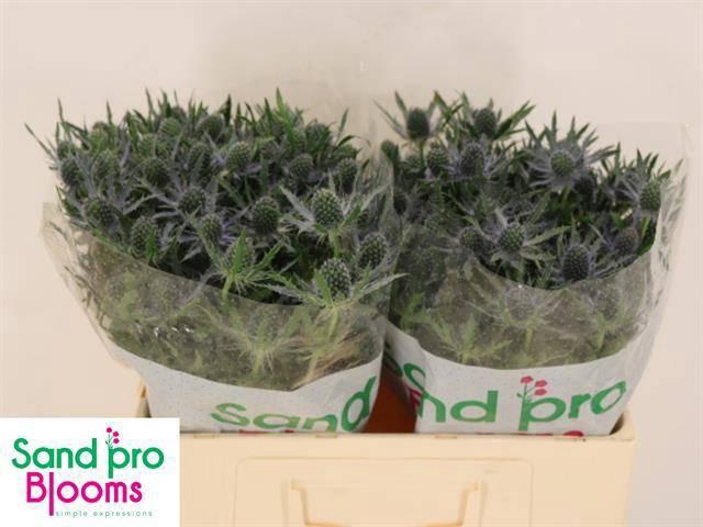 <h4>ERYN MAG BLUE LAGOON</h4>