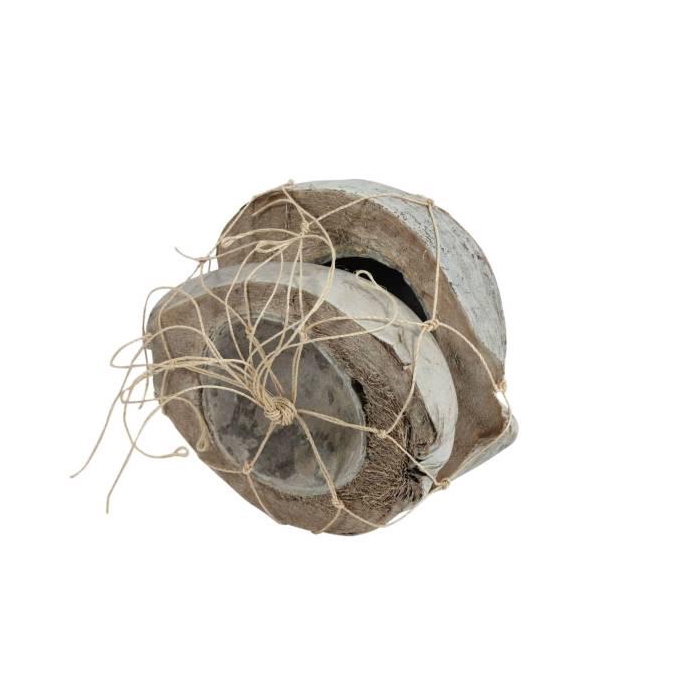 <h4>Coconut Half 2 Pcs H19D19</h4>