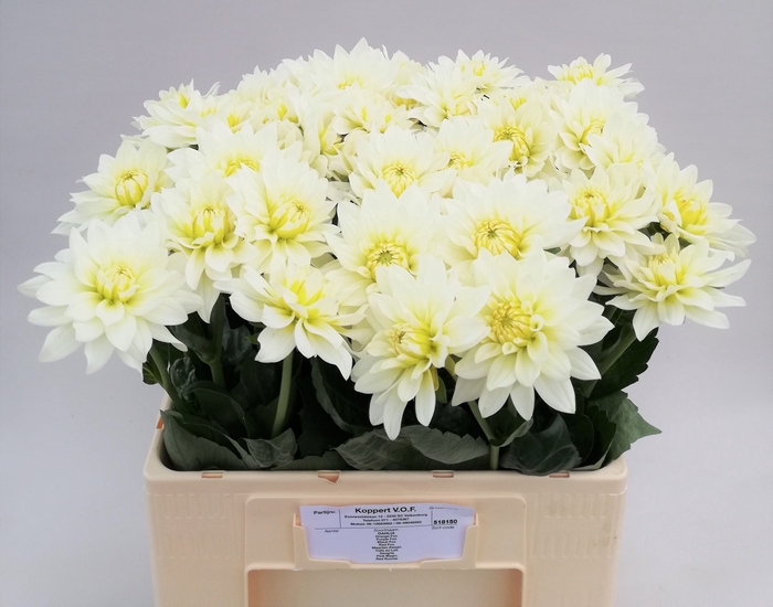 <h4>Dahlia Maarten Zwaan Koppert</h4>