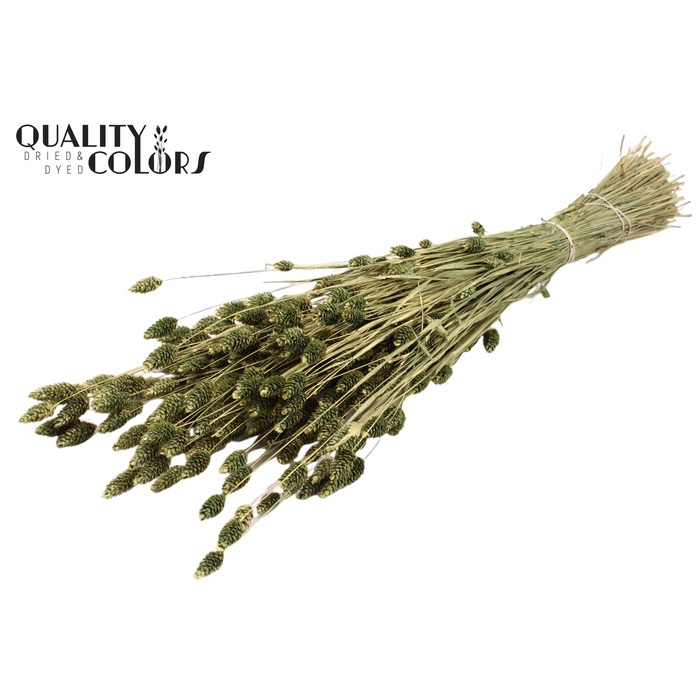 <h4>Phalaris per bunch Antique Green</h4>