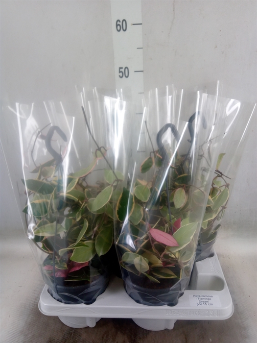 <h4>Hoya carnosa 'Floraganza Flamingo'</h4>
