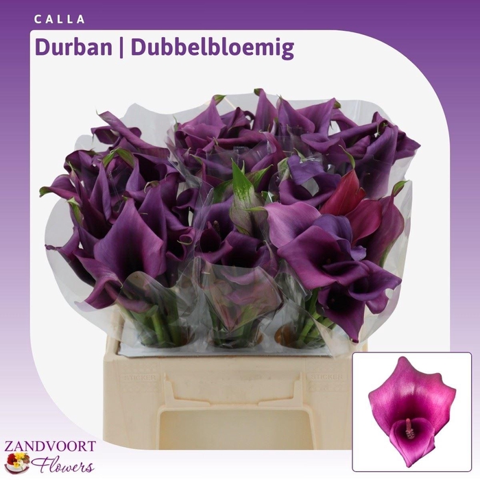 <h4>Calla Durban | Dubbelbloemig</h4>