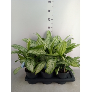 Aglaonema comm. 'Silver Queen'