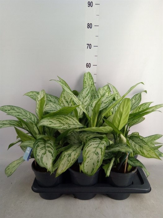 <h4>Aglaonema comm. 'Silver Queen'</h4>