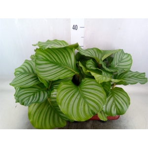 Calathea orbifolia