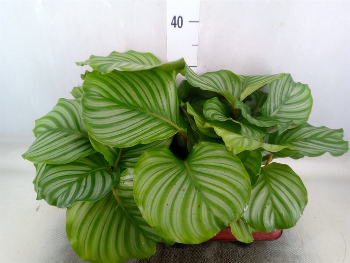 <h4>Calathea orbifolia</h4>