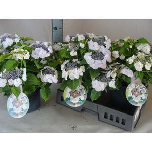 Hydrangea mac.