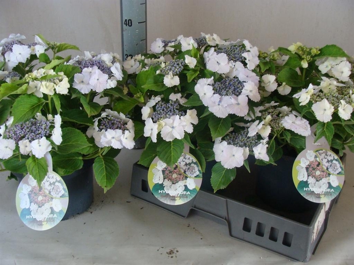 <h4>Hydrangea mac.</h4>
