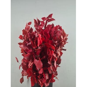 Pf Beech Leafs Bs Red 150g