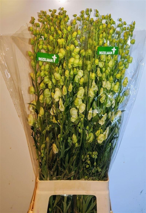 <h4>Aconitum Na Album</h4>