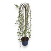 Salix Kilmarnock stam 80cm stam