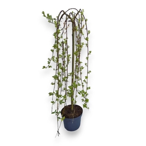 Salix Kilmarnock stam 80cm stam