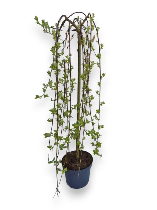 Salix Kilmarnock stam 80cm stam