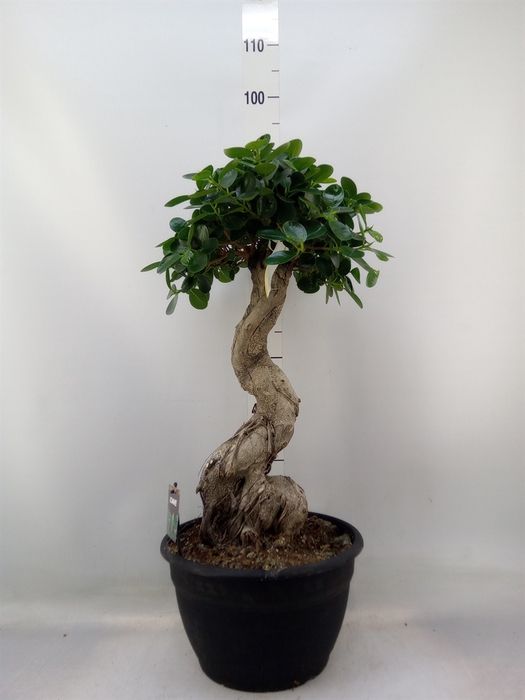 <h4>Ficus microcarpa   ...</h4>