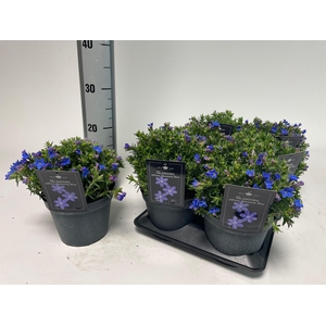 GLANDO DIF HEAVEN BL