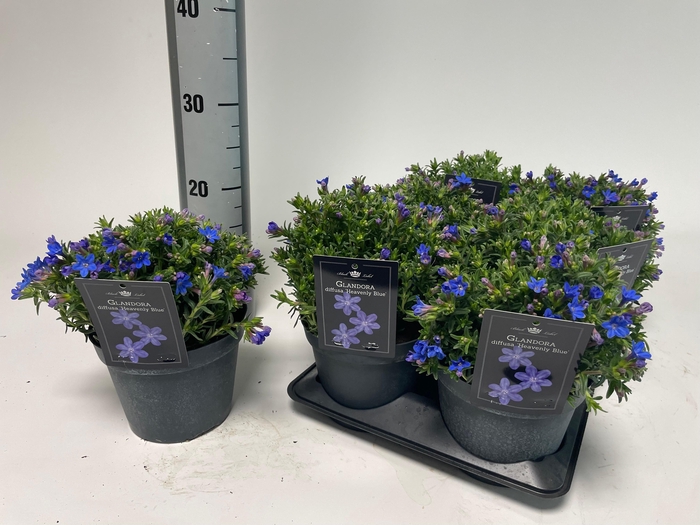 <h4>GLANDO DIF HEAVEN BL</h4>